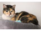 Adopt Purrl a Domestic Mediumhair / Mixed (short coat) cat in Dearborn