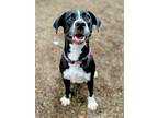 Adopt Bagheera a Pointer / Labrador Retriever / Mixed dog in San Diego