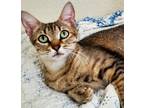Adopt Michi 2 a Spotted Tabby/Leopard Spotted Egyptian Mau (short coat) cat in