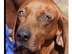 Adopt Davey ~ a Redbone Coonhound / Mixed dog in Columbia, TN (41334445)