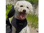 Adopt Nuri a White Bichon Frise / Mixed Breed (Medium) dog in Whitestone