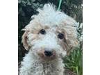 Adopt MOYEN Mork MOYEN poodle a Tricolor (Tan/Brown & Black & White) Poodle