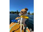 Adopt Scar a Whippet / Labrador Retriever dog in Gig Harbor, WA (41429393)