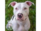 Adopt Moose a White - with Black Pit Bull Terrier dog in Omaha, NE (39139733)