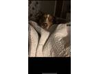 Adopt Marley a Red/Golden/Orange/Chestnut - with White Australian Shepherd /