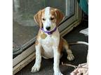 Adopt Wisteria a Great Pyrenees dog in Louisville, KY (41418017)