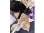 Adopt Kiki (black & Tabby (orange) a All Black American Shorthair / Mixed (short