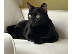 Adopt Wrigley (24-043 C) a All Black Domestic Shorthair / Mixed (short coat) cat