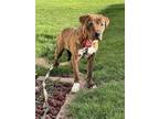 Adopt Kemper a Brindle - with White Mixed Breed (Medium) / Mixed dog in Mandan
