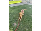 Adopt Penny a Mixed Breed (Medium) / Mixed dog in Mandan, ND (41429321)