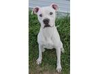 Adopt Max (SC) a White Boxer / Mixed dog in San Angelo, TX (39250375)