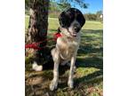Adopt 6193 Ava a Black - with White Labrador Retriever / Mixed Breed (Medium)