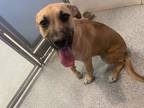 Adopt Buddy a Anatolian Shepherd dog in Bartlesville, OK (40992752)