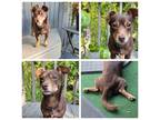 Adopt Rolo Candy Boy/ Jojo - DD a Dachshund / Mixed dog in Columbia