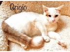 Adopt Grigio *kitten* a Orange or Red (Mostly) Domestic Shorthair / Mixed (short