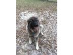 Adopt Rocky the Cave Bear a Brown/Chocolate - with Black Tibetan Mastiff / Mixed