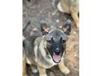 Adopt Orbit a Red/Golden/Orange/Chestnut - with Black Belgian Malinois / German