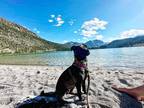 Adopt Millie pup: Chewy a Black Mixed Breed (Medium) dog in San Diego