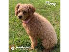 Adopt Penny a Poodle (Miniature) / Mixed dog in Council Bluffs, IA (41418860)