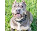 Adopt Rocha a Gray/Blue/Silver/Salt & Pepper Pit Bull Terrier / Mixed dog in