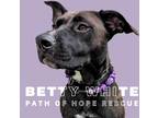 Adopt Betty White a Black German Shepherd Dog / American Staffordshire Terrier