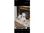 Adopt Roxy a White - with Gray or Silver American Staffordshire Terrier /