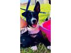 Adopt Saint a Black - with White American Pit Bull Terrier / Siberian Husky dog