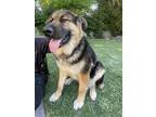 Adopt Thud a Black - with Tan, Yellow or Fawn Anatolian Shepherd / German