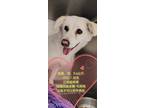 Adopt Yaobai a White Mixed Breed (Small) / Mixed dog in Fremont, CA (41427284)
