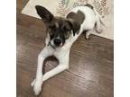 Adopt Winnie a Tan/Yellow/Fawn Siberian Husky / Labrador Retriever dog in Chapel