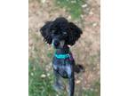 Adopt Anthony a Black - with Tan, Yellow or Fawn Miniature Poodle / Mixed dog in