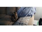 Adopt Whiskers, Pooh & Ringo a Gray, Blue or Silver Tabby American Shorthair /