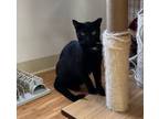 Adopt Cole a Domestic Shorthair / Mixed cat in Kingston, NY (41370061)