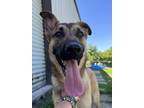 Adopt Pomeranian a German Shepherd Dog / Mixed dog in Cleveland, TN (41318608)