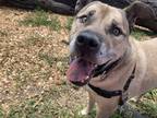 Adopt Twice Baked Potato a Mastiff / Mixed Breed (Large) / Mixed dog in Santa