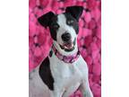 Adopt Missy a White - with Black Terrier (Unknown Type, Medium) / Dalmatian /