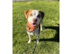 Adopt Wishbone a Red/Golden/Orange/Chestnut - with White Beagle / Australian