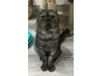 Adopt Zorro a Scottish Fold cat in Annapolis, MD (41427151)