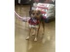 Adopt "Mama" Diamond a Tricolor (Tan/Brown & Black & White) Beagle / Hound