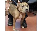 Adopt Heathcliff a American Pit Bull Terrier / Mixed dog in Salisbury