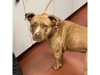 Adopt Ariella a Pit Bull Terrier / Boxer / Mixed dog in Salisbury, MD (41357519)