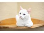 Adopt Cream Cheese a Siamese (short coat) cat in Fresno, CA (41424515)
