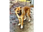 Adopt Buster a Red/Golden/Orange/Chestnut - with White German Shepherd Dog /