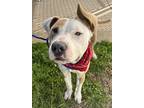 Adopt Ears AKA Simon a Tan/Yellow/Fawn - with White Pit Bull Terrier / Mixed dog