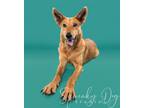Adopt Olivia a Red/Golden/Orange/Chestnut Carolina Dog / Mixed dog in Bothell