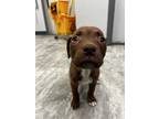 Adopt Alyssa a Brown/Chocolate Mixed Breed (Small) / Mixed Breed (Medium) /