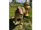 Adopt Noah a Tan/Yellow/Fawn American Staffordshire Terrier / Mixed Breed