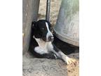 Adopt Legend a Labrador Retriever / Mixed Breed (Medium) / Mixed dog in