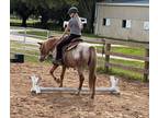 Adopt Felix a Appaloosa / Mixed horse in Houston, TX (41191444)