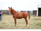 Adopt Theodore a Chestnut/Sorrel Grade horse in Nicholasville, KY (40814026)